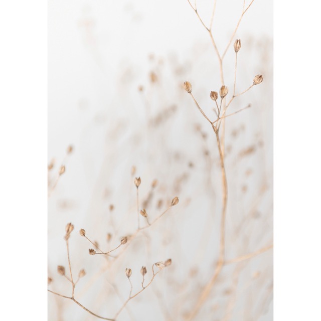 Color sample Dry grass branches - (192,8 x 260,5 cm) 5,022m²